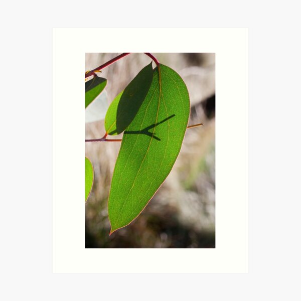 Leaf Glow Art Print