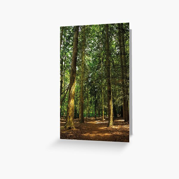 Sunlit Path Through The Woods Greeting Card