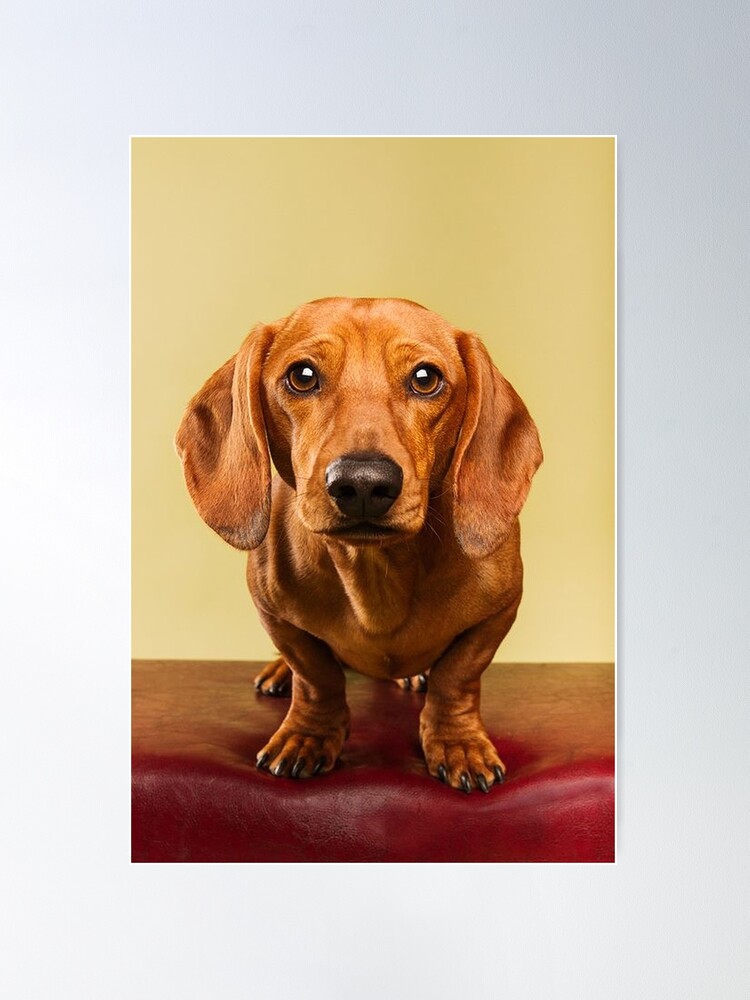 Dachshund Dog cute Portrait Art Poster for Sale by Coolstuff4you71