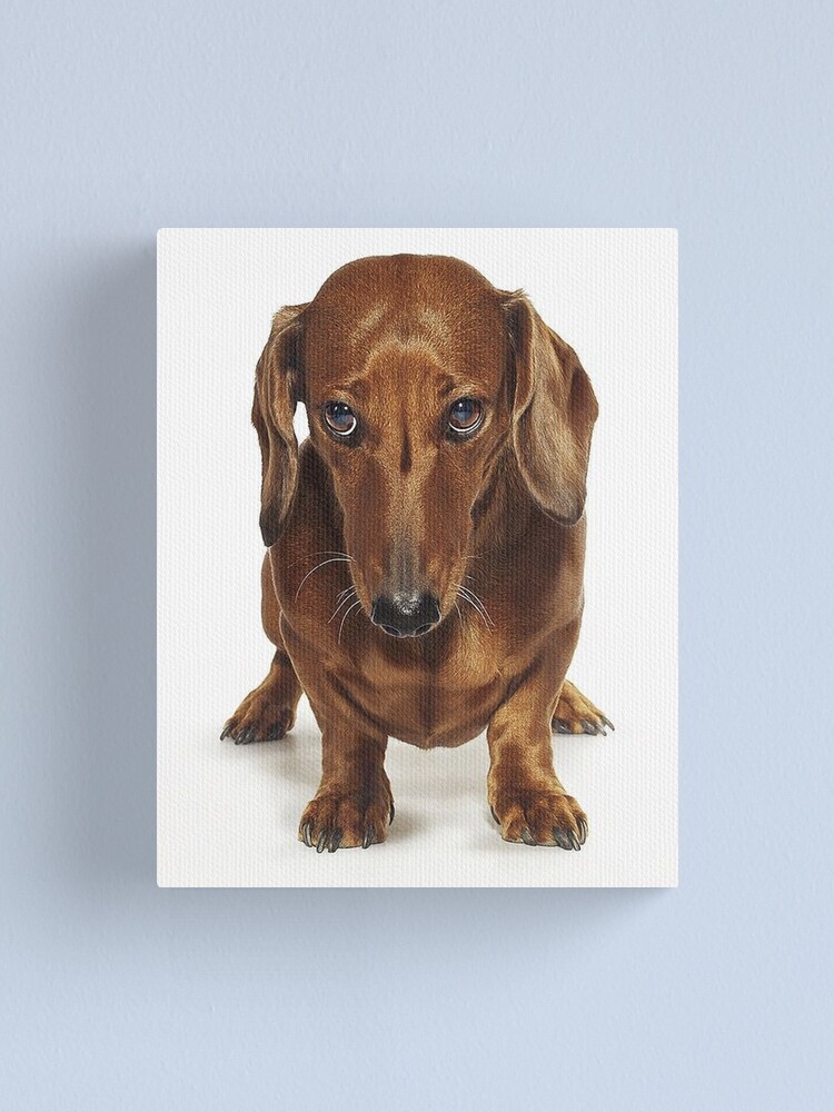 Dachshund doxie pet portrait hot dog weener dog breed funny small