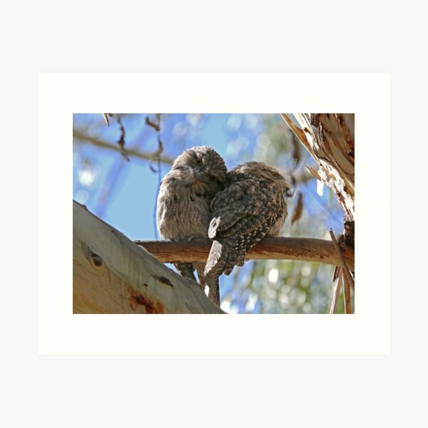 Juvenile Tawny Frogmouths Art Print