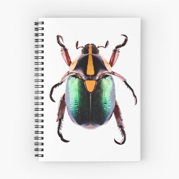 Item preview, Shining Leaf Chafer Beetle (Rutela laeta) designed and sold by Tim Christensen.