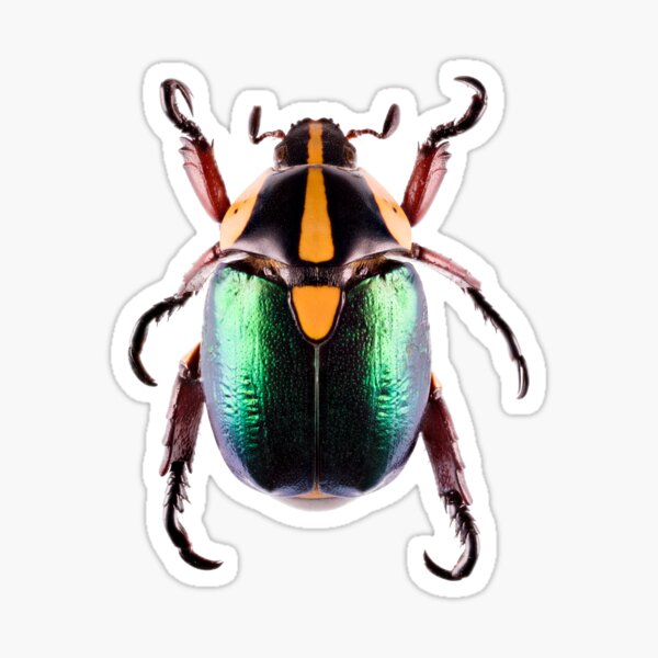 Shining Leaf Chafer Beetle (Rutela laeta) Sticker