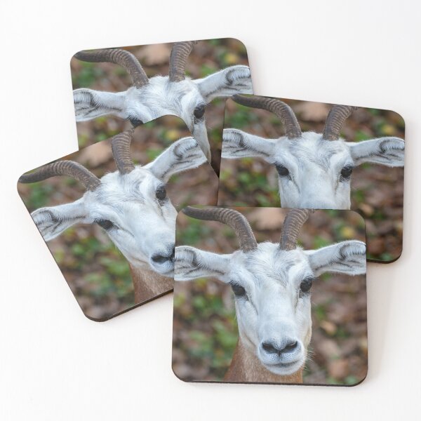 Item preview, Dama Gazelle at the National Zoo designed and sold by Zoo and Nature Photography by Karie.