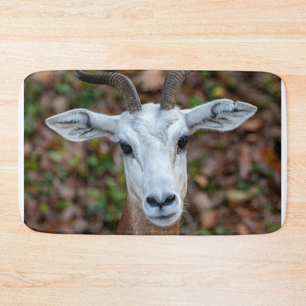 Item preview, Dama Gazelle at the National Zoo designed and sold by Zoo and Nature Photography by Karie.