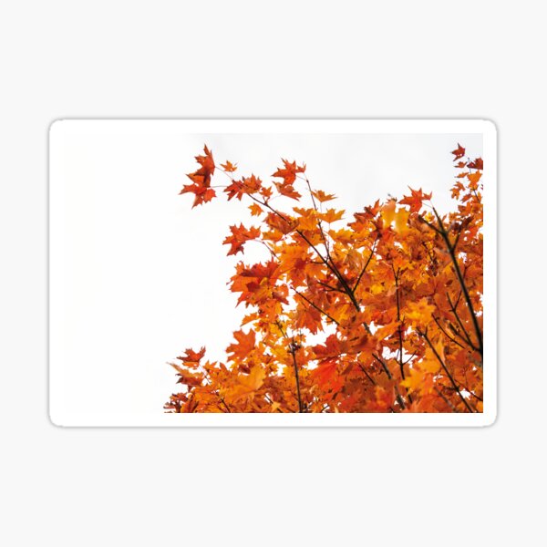 Vibrant Orange Autumn Leaves Sticker