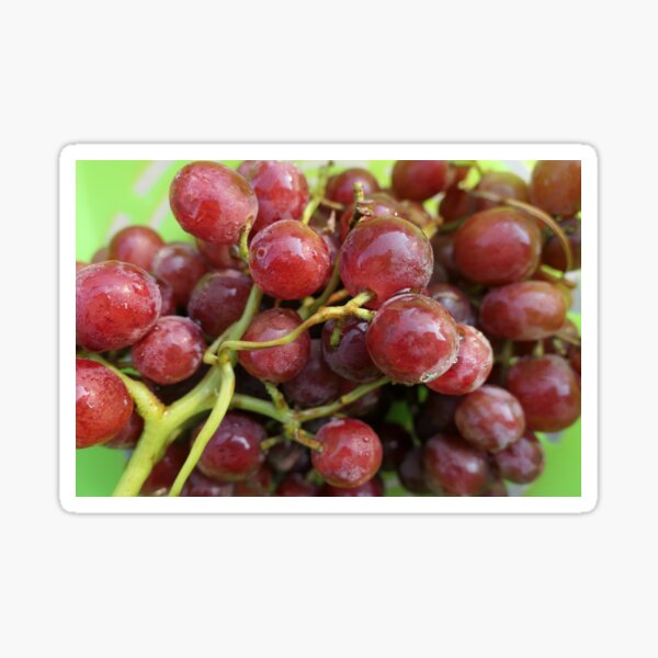 Grapes on the vine Sticker
