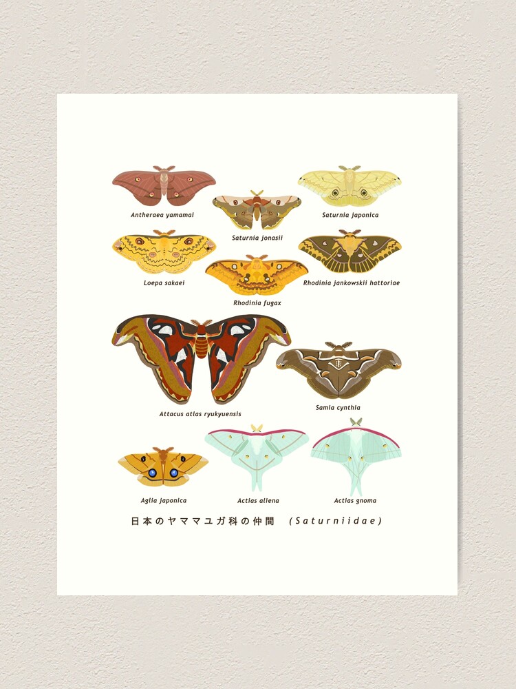 Moths of Thailand Vol.2〜6 Saturniidae 5冊 Moths of Thailand Vol.2〜6 Saturniidae 5冊