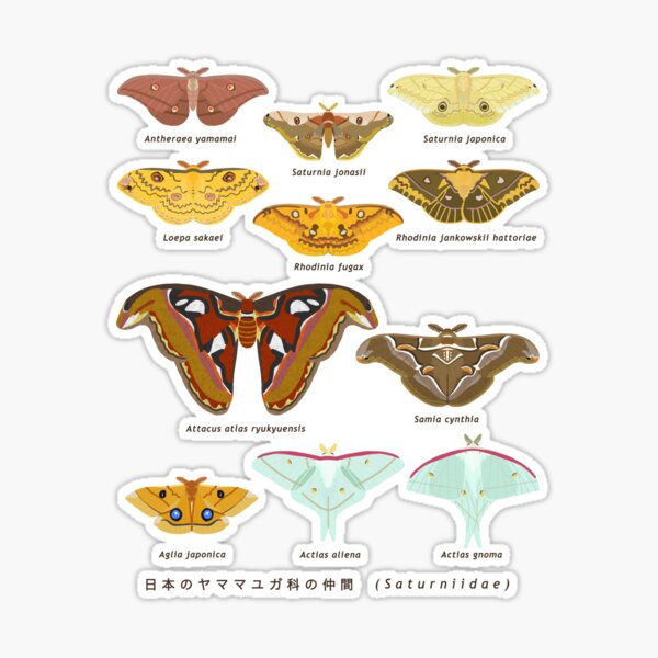 Moths of Thailand Vol.2〜6 Saturniidae 5冊 Moths of Thailand Vol.2〜6 Saturniidae 5冊