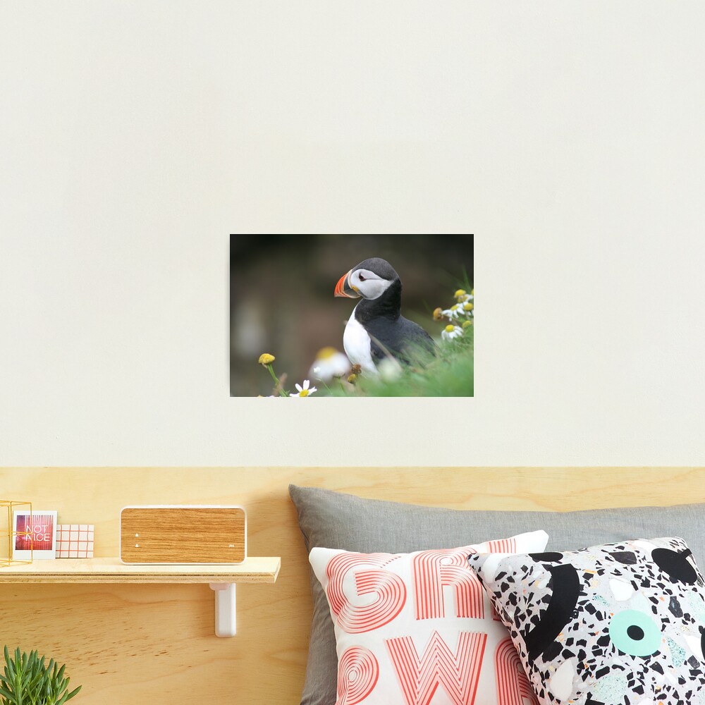 Tammy norie Photographic Print