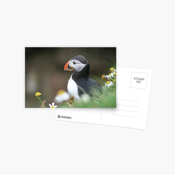 Tammy norie Postcard