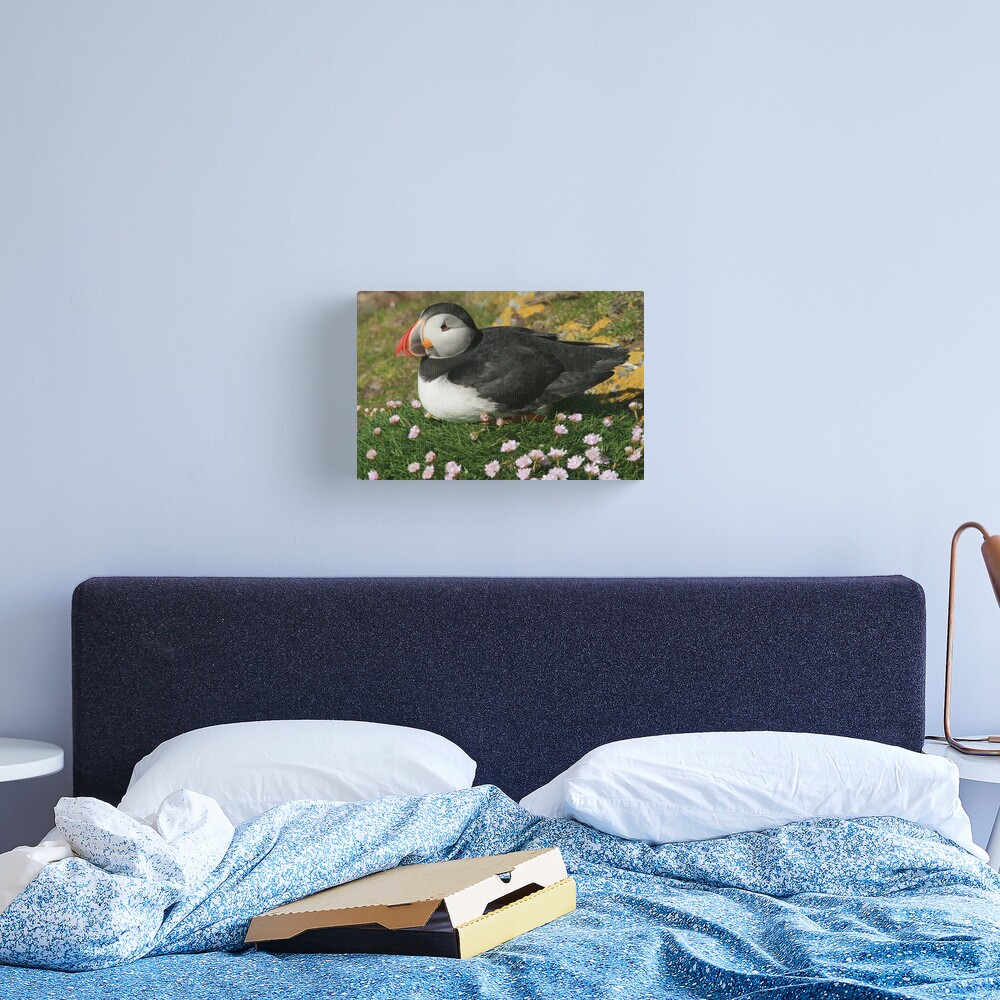 Puffin in the pinks Canvas Print