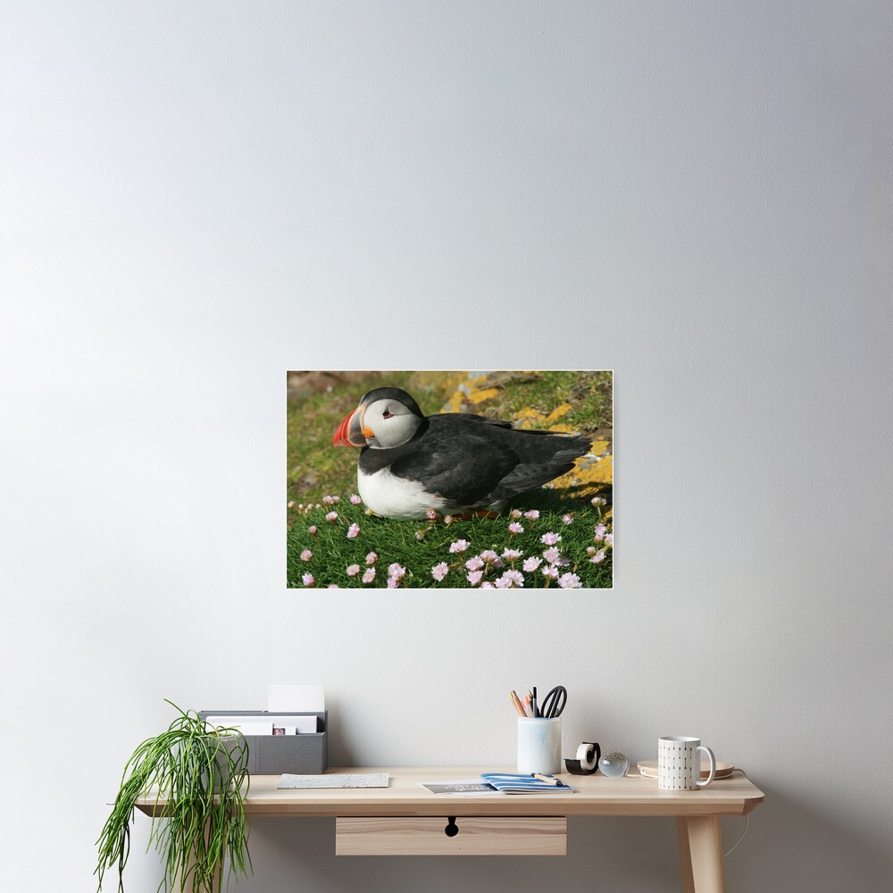 Puffin in the pinks Poster