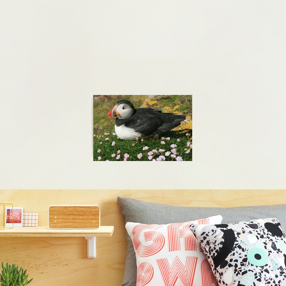 Puffin in the pinks Photographic Print