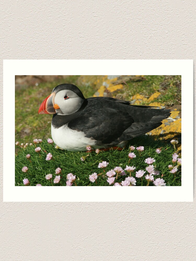 Alternate view of Puffin in the pinks Art Print