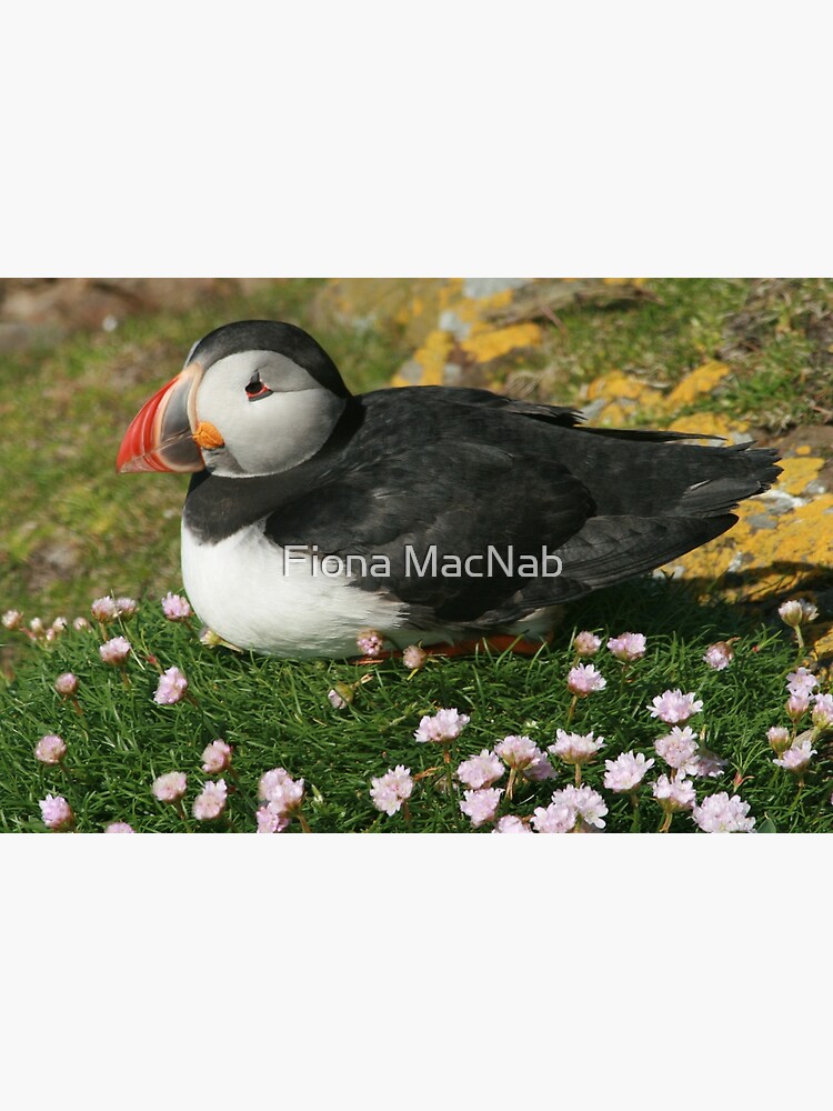 Puffin in the pinks by orcadia