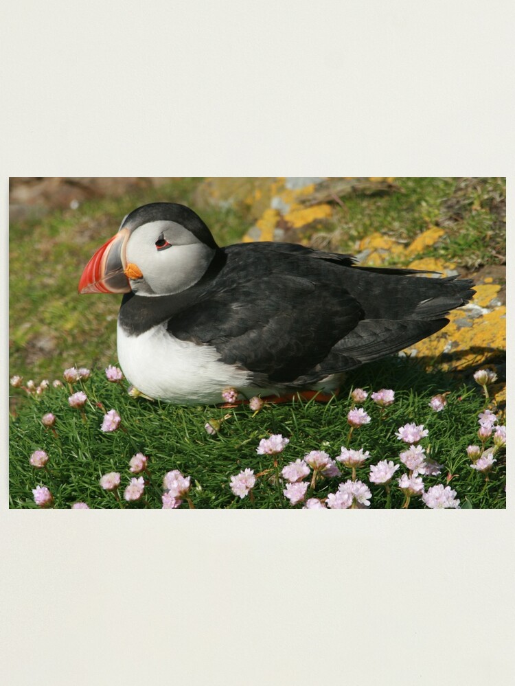Alternate view of Puffin in the pinks Photographic Print