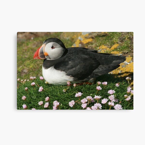 Item preview, Puffin in the pinks designed and sold by Fiona MacNab.