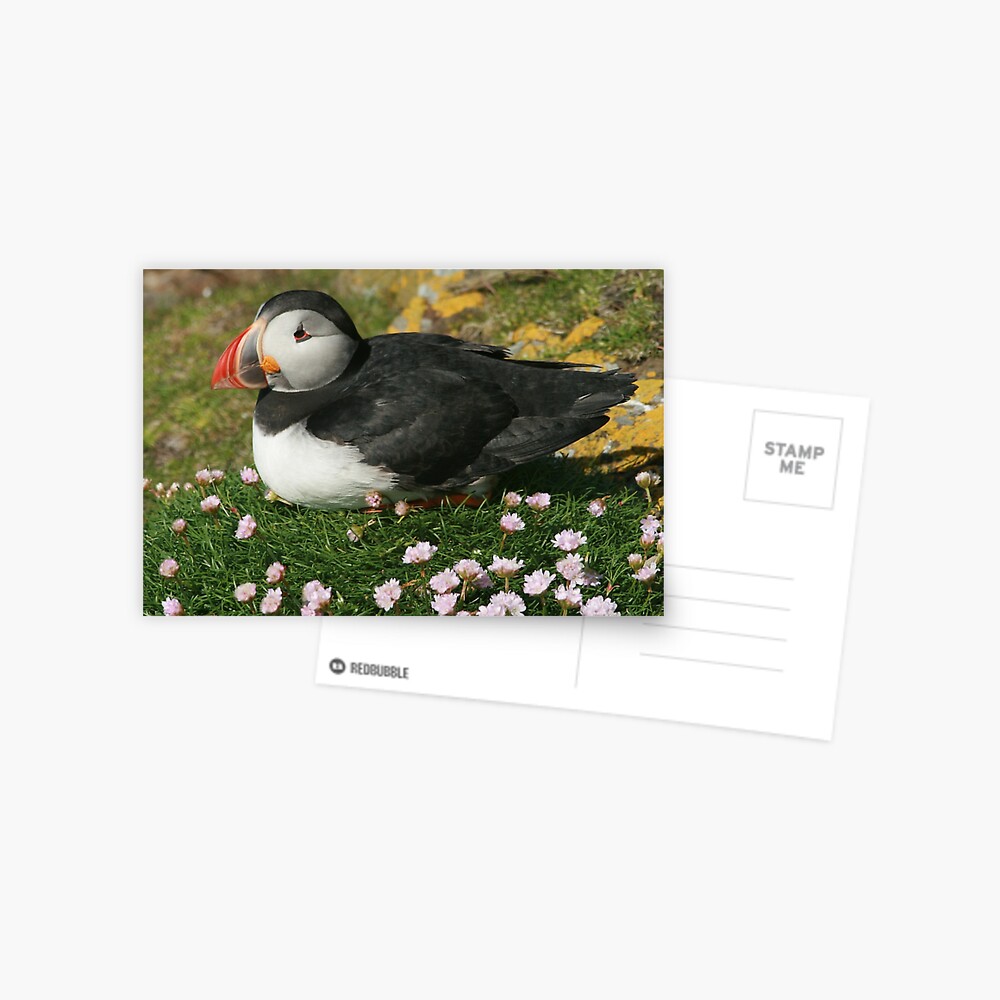 Item preview, Postcard designed and sold by orcadia.
