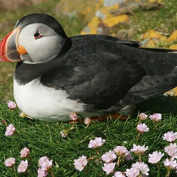 Artwork thumbnail, Puffin in the pinks by Fiona MacNab