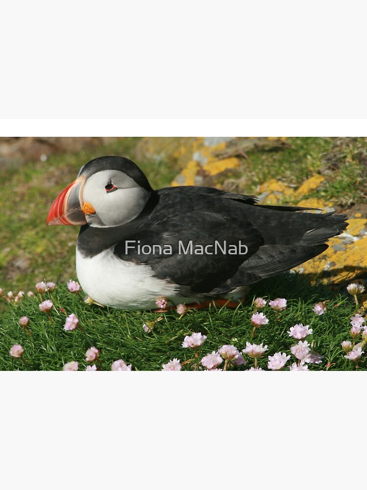 Puffin in the pinks by orcadia
