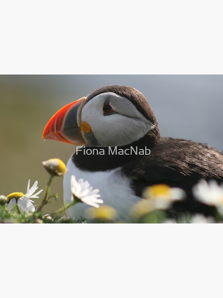 Thumbnail 3 of 3, Poster, Resting puffin designed and sold by orcadia.