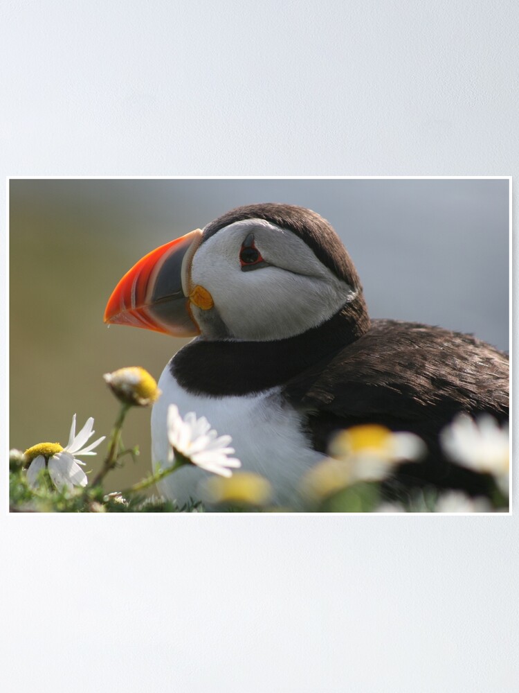 Thumbnail 1 of 3, Poster, Resting puffin designed and sold by orcadia.