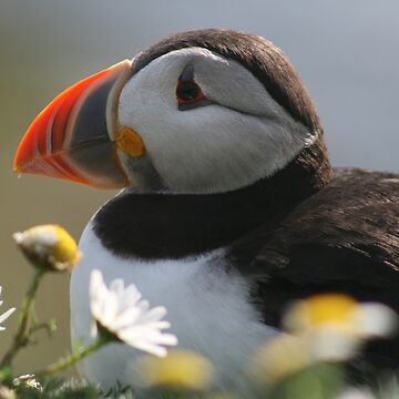 Artwork thumbnail, Resting puffin by Fiona MacNab