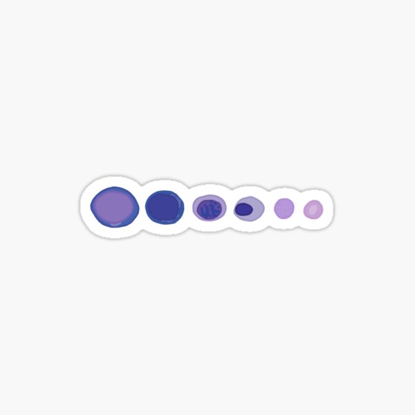 Red Blood Cell Development Sticker