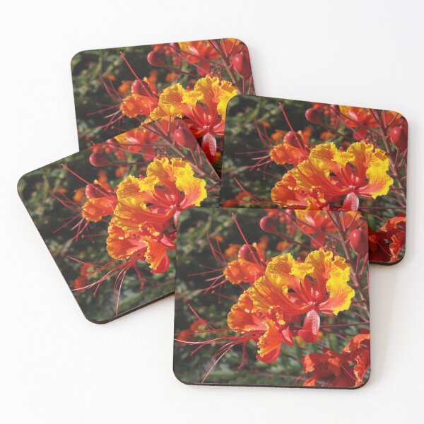 Item preview, Mexican Bird-of-Paradise from A Gardener's Notebook designed and sold by Douglas E. Welch Design and Photography.