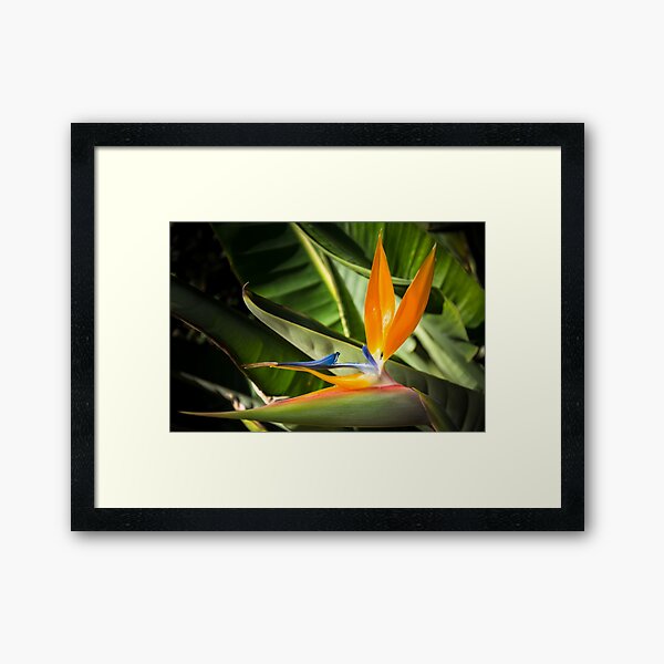 Item preview, Bird of paradise designed and sold by Ralph Goldsmith.