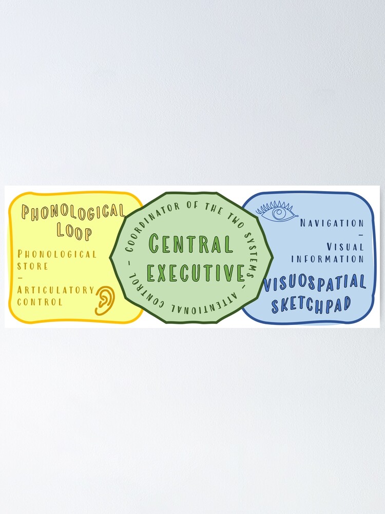 Central Executive Baddeley And Hitch Working Memory Model Baddeley