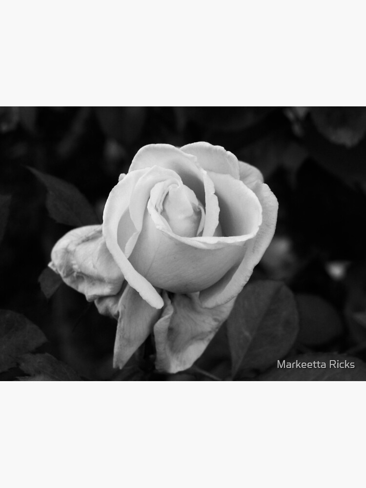 white-rose-poster-by-markeettaricks-redbubble