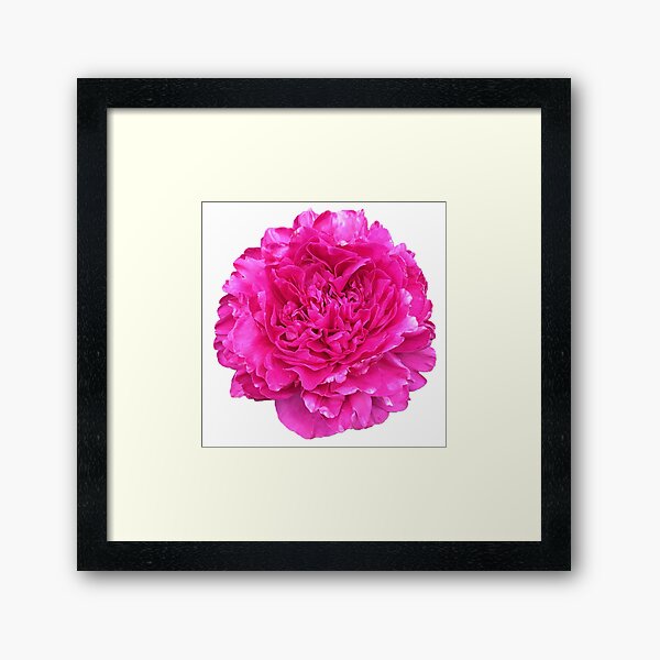 Item preview, Bright Pink Peony in Full Bloom designed and sold by InalterataArt.