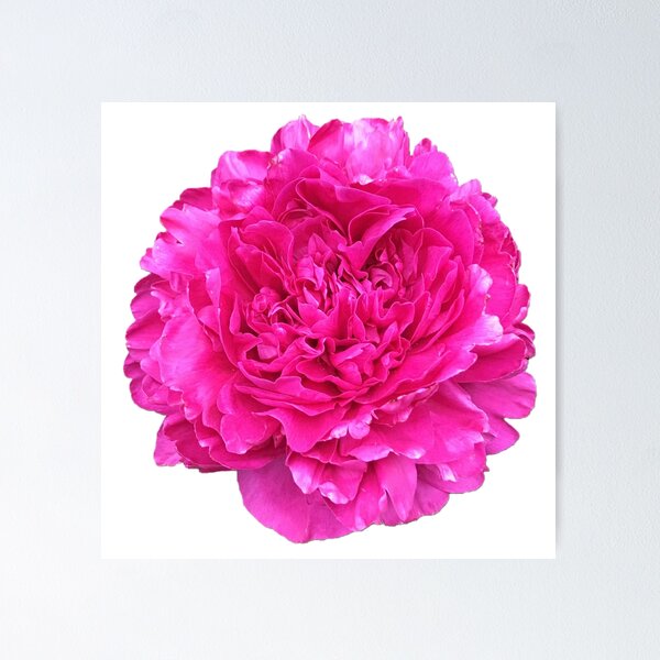 Item preview, Bright Pink Peony in Full Bloom designed and sold by InalterataArt.