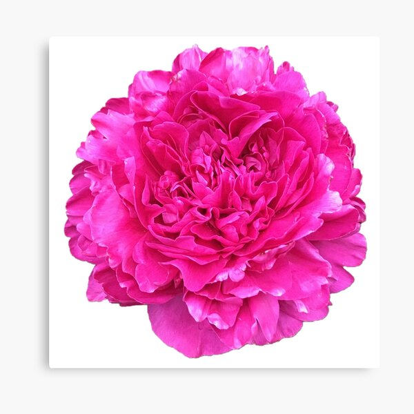 Item preview, Bright Pink Peony in Full Bloom designed and sold by InalterataArt.