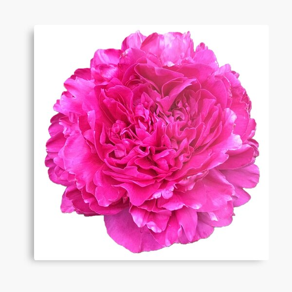 Item preview, Bright Pink Peony in Full Bloom designed and sold by InalterataArt.