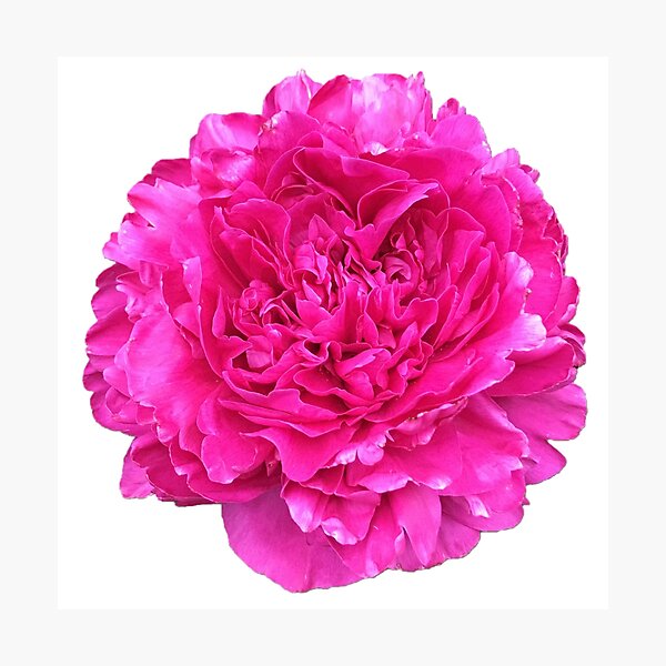 Item preview, Bright Pink Peony in Full Bloom designed and sold by InalterataArt.