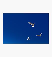 Flying to the blue sky Photographic Print