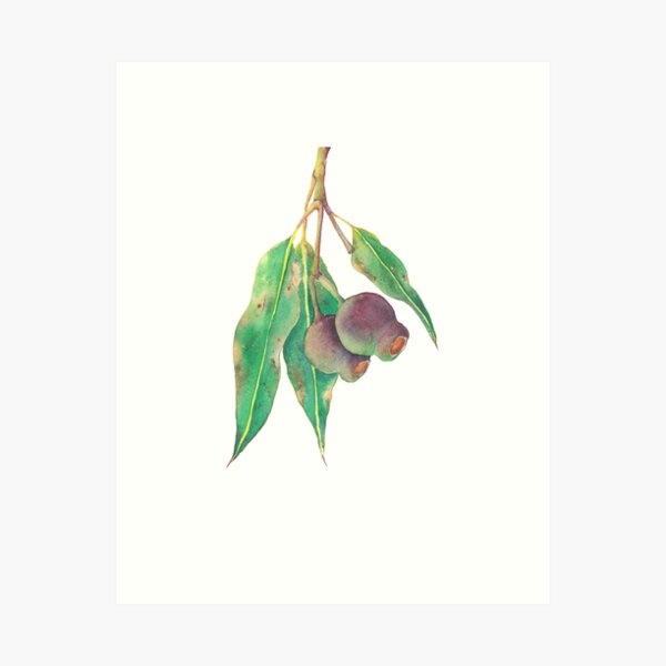 Item preview, Eucalyptus tree branch with gumnuts watercolour designed and sold by Zoya Makarova.
