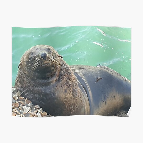 Sleepy Seal Poster