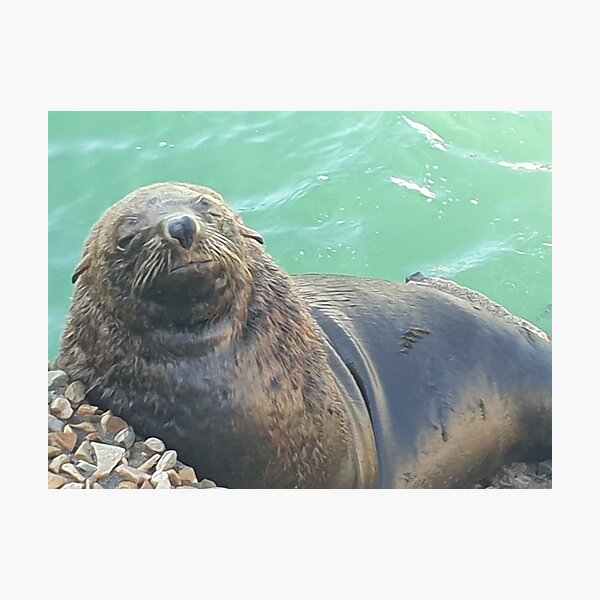 Sleepy Seal Photographic Print