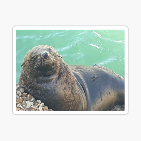 Sleepy Seal Sticker