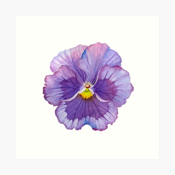 Purple Pansy Flower - Botanical Watercolor Art Art Print