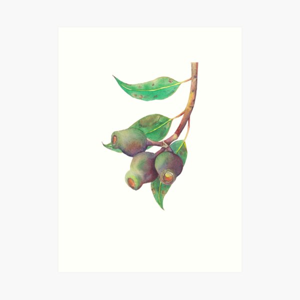 Eucalyptus tree branch with gumnuts watercolour Art Print