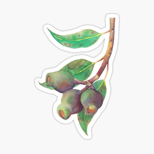 Item preview, Eucalyptus tree branch with gumnuts watercolour designed and sold by Zoya Makarova.