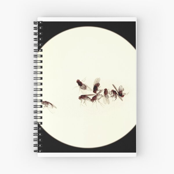 Item preview, Fly Ballet designed and sold by Lokomotion.