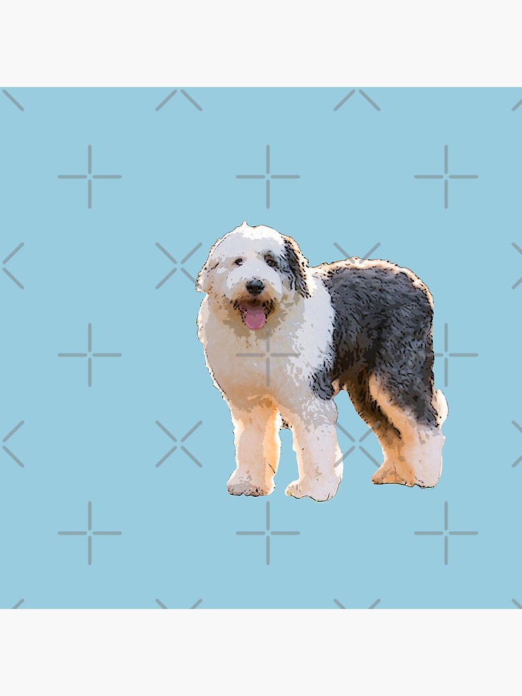 Old english sheepdog colors blue outlet merle