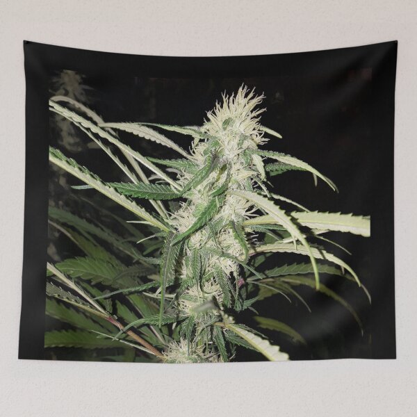 Item preview, Cannabis White Pistils designed and sold by Canadian-Garden.