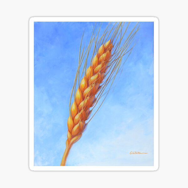 High Plains Gold wheat head Sticker